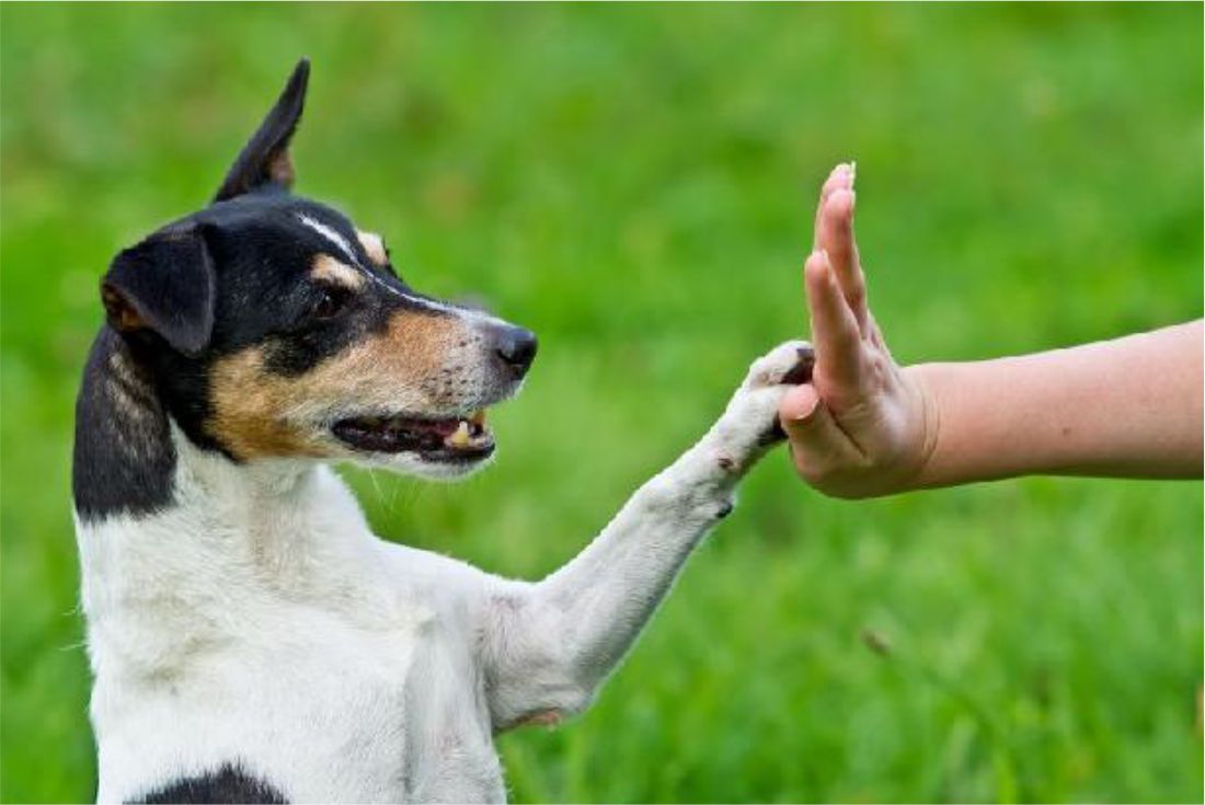 Adestramento e educação canina