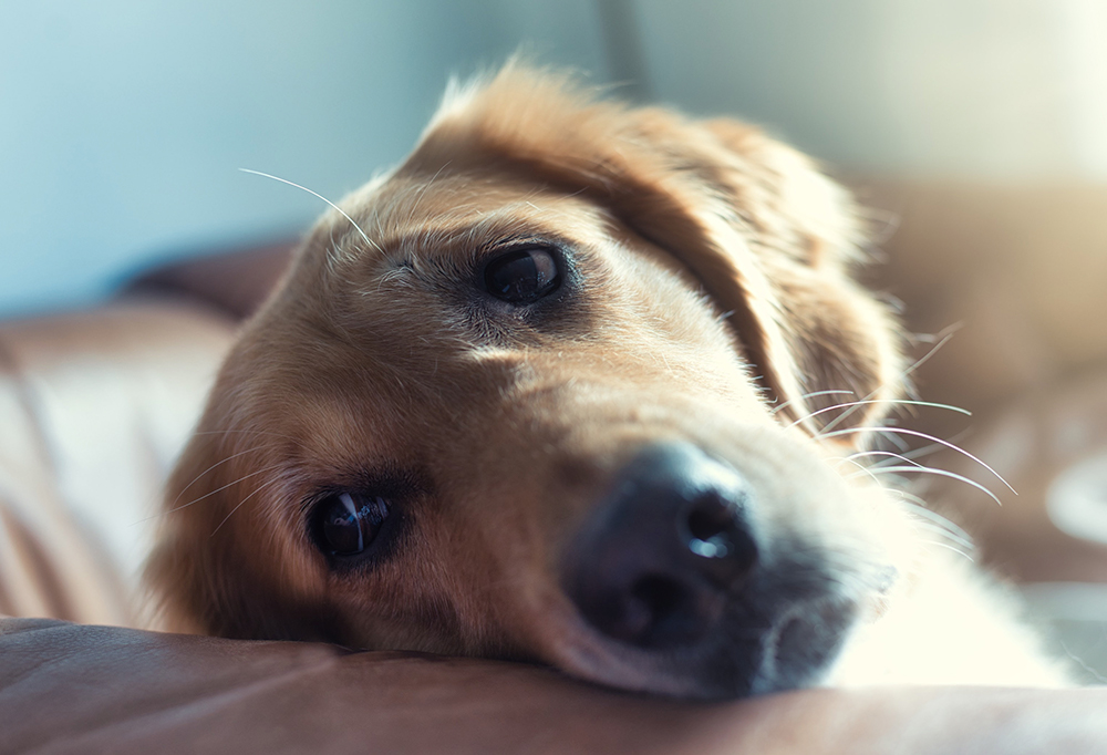 Saiba mais sobre a Ansiedade por Separação Animal “SASA”