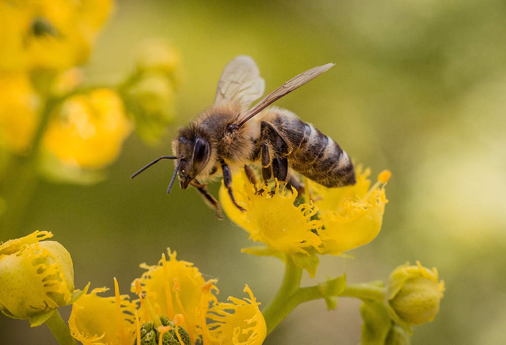 As abelhas e seu papel no meio ambiente