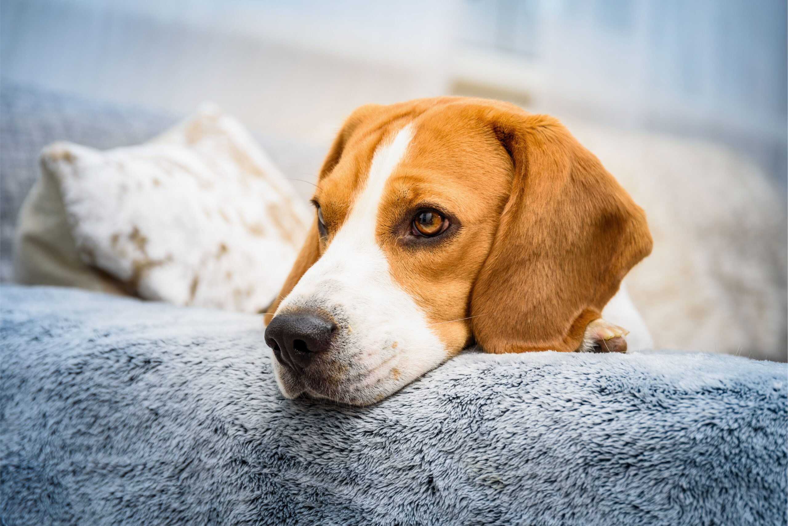 Já ouviu falar em hipotireoidismo canino?