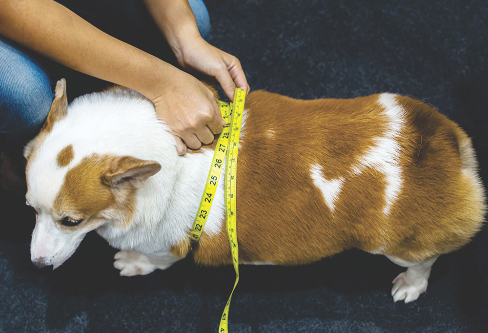 Sobrepeso e obesidade em pets: é preciso se preocupar!