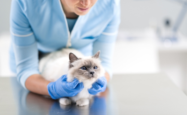 Diabetes:  saiba tudo  sobre a  patologia em gatos