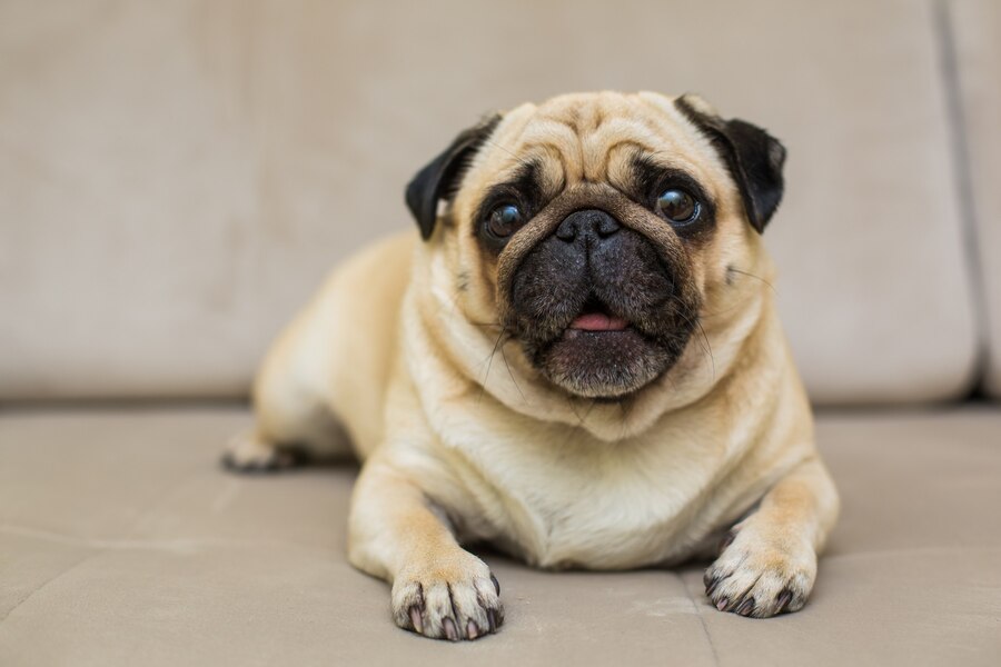 Conheça as  particularidades  da raça Pug!