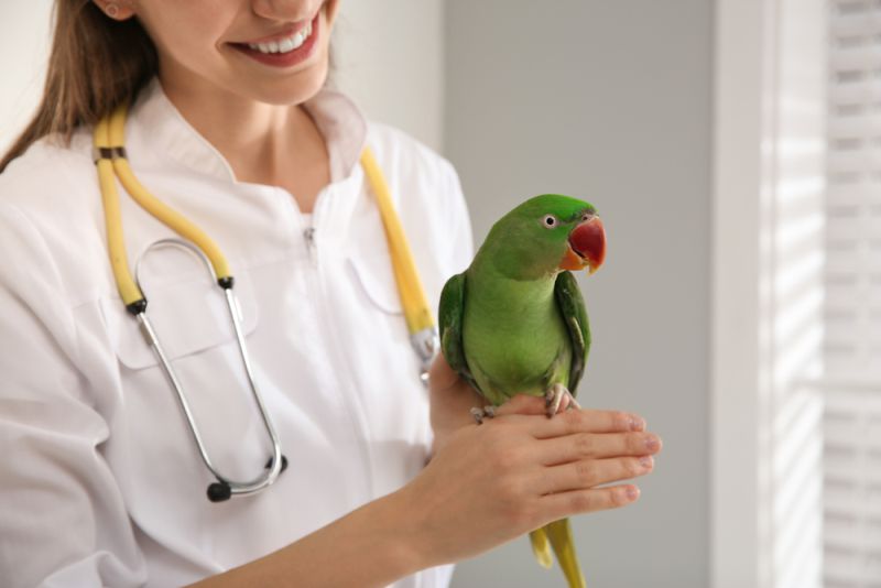 Clamidiose, uma das doenças mais comuns em aves