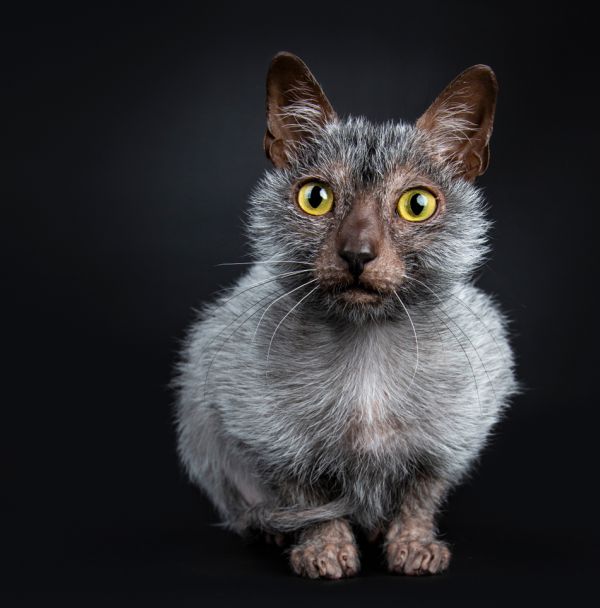 Lykoi, uma das raças mais recentes de gatos domésticos