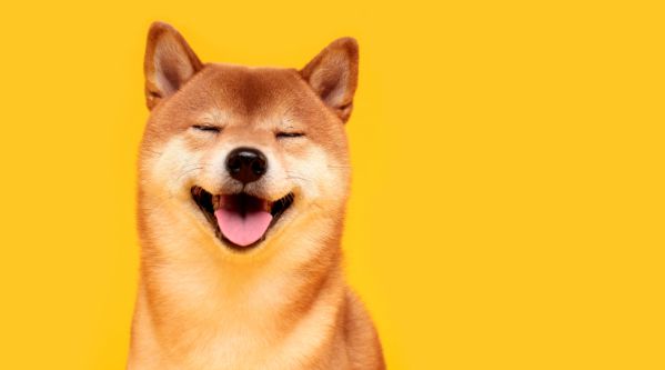 Apaixone-se pela raça Shiba Inu!