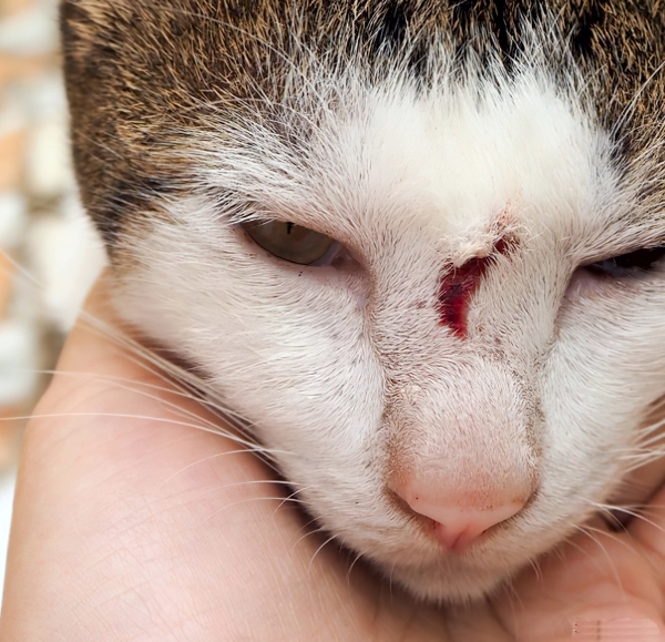 Saiba tudo sobre a esporotricose em gatos!