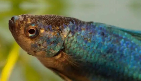 Oodiniose, a “doença do  veludo” que acomete os peixes