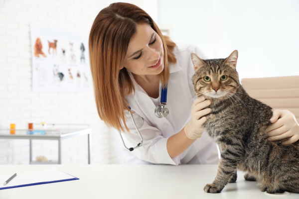 Otite externa nos gatos  Sintomas, tratamento e prevenção