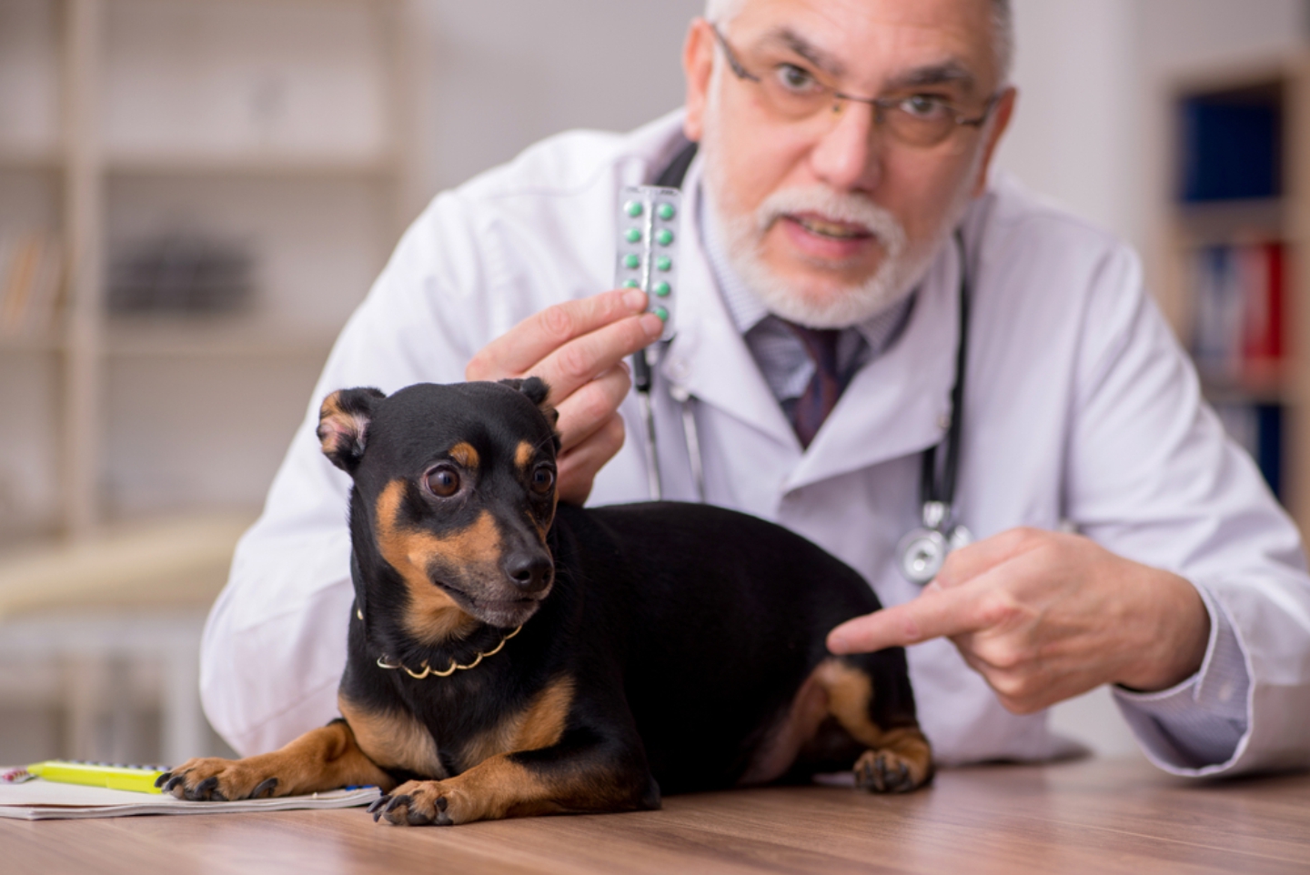 Doença de Legg-Calvé-Perthes em cães