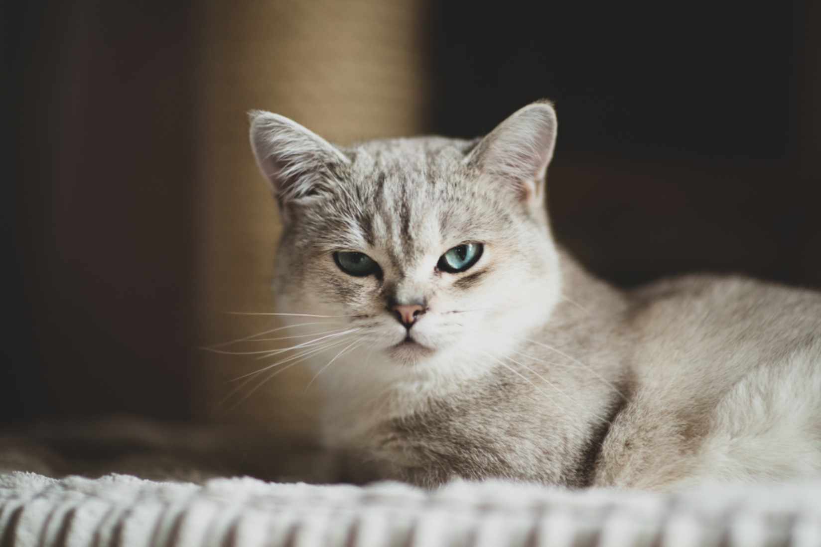 Burmilla, a raça de gato tranquilo