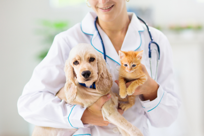 Check-up: prevenção é saúde para o pet