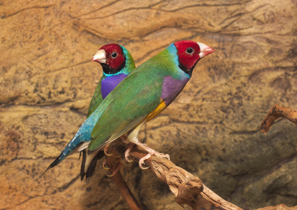 Diamante-de-Gould, a ave exótica de cores vivas