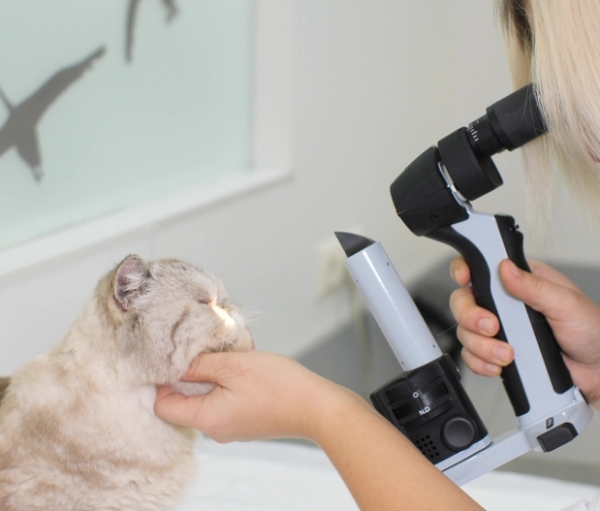 Glaucoma: cuide dos olhinhos do seu pet!