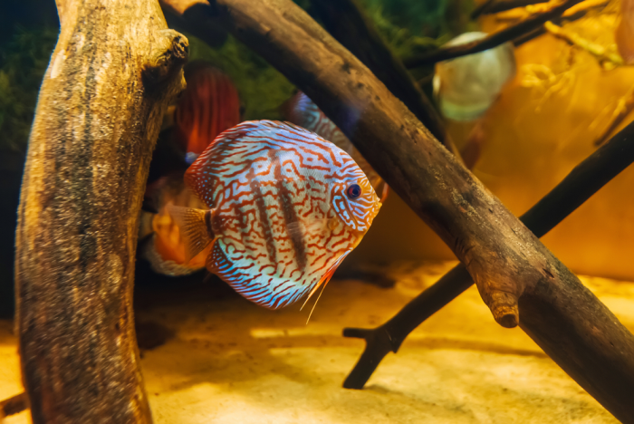 Peixe Disco: um dos peixes mais admirados pelos aquaristas