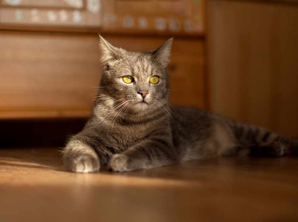 Berne em gatos: saiba como identificar e agir