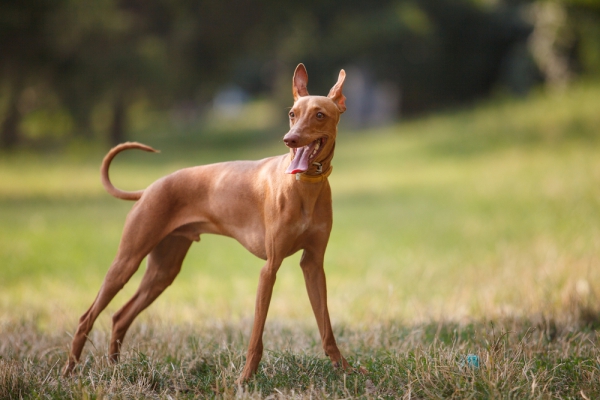 Cirneco do Etna - O Galgo Siciliano: Um Tesouro de Elegância e Energia