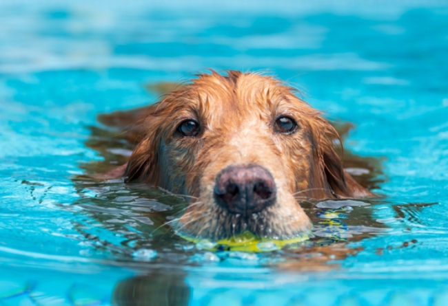 Cachorros na Piscina: Dicas para Garantir a Segurança e a Diversão