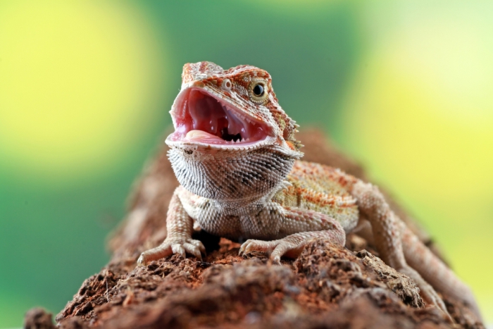 Dragão Barbudo! O Fascinante e Carismático Réptil Exótico da Austrália!